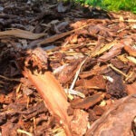 bark