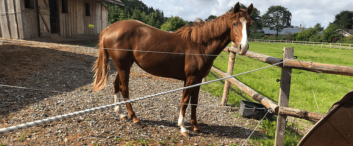 Elhegn - HEst