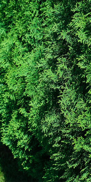 Thuja-til-web-300x600 Thuja